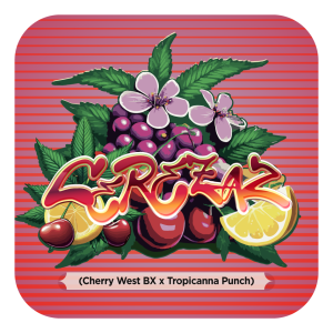 Black-Tuna-Seeds-TROPICANNA-PUNCH-LINE_CEREZAZ